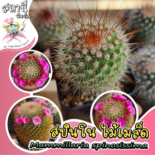 แมมสปินโนหนามแดง Mammillaria spinosissima กระบองเพชร ไม้อวบน้ำ succulent แคคตัส cactus