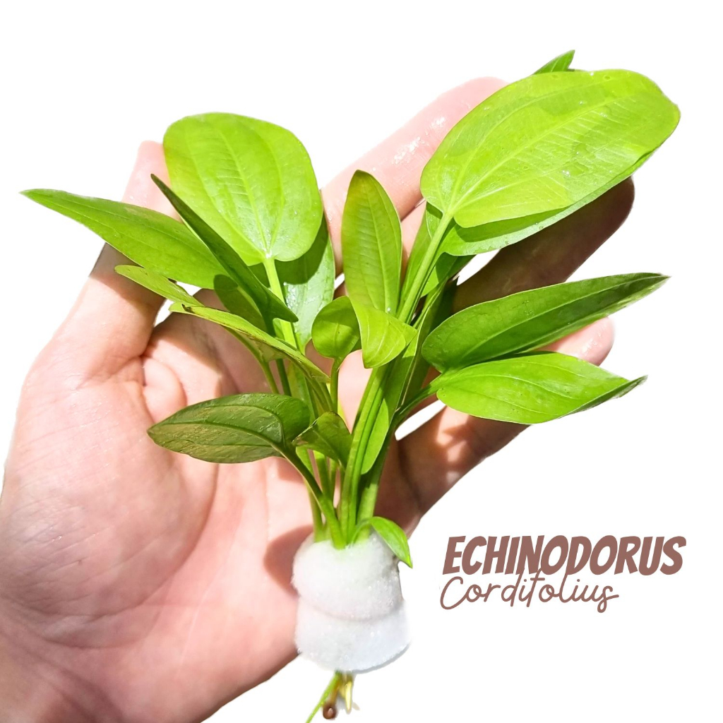 อเมซอนใบพาย เลือกขนาดได้ สำหรับตู้ไม้น้ำ บ่อบัว อ่างปลา จัดสวน - Echinodorus palifolius ต้นไม้น้ำ