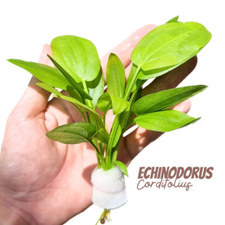 อเมซอนใบพาย เลือกขนาดได้ สำหรับตู้ไม้น้ำ บ่อบัว อ่างปลา จัดสวน - Echinodorus palifolius 3 sizes ต้นไม้น้ำ