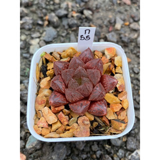 Haworthia Hybird Thailand กระถาง 2 นิ้ว จัดส่งทั้งกระถาง รหัส ก.55-80