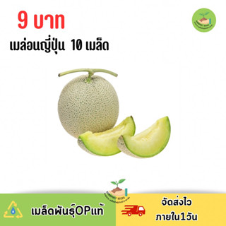 9 บาท เมล็ดพันธุ์ เมล่อนญี่ปุ่น บรรจุ10 เมล็ด