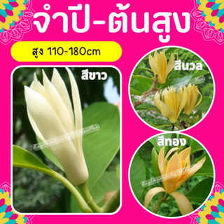 ต้นจำปีสีขาว #จำปีสีนวล #จำปีสีทอง #จำปี สูง120-180cm