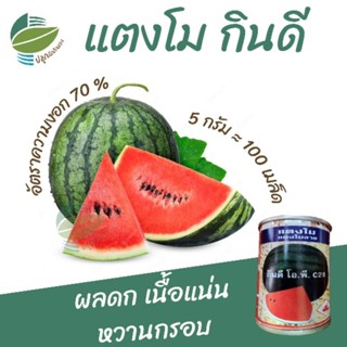 เมล็ดพันธุ์ แตงโม กินดี (Watermelon)