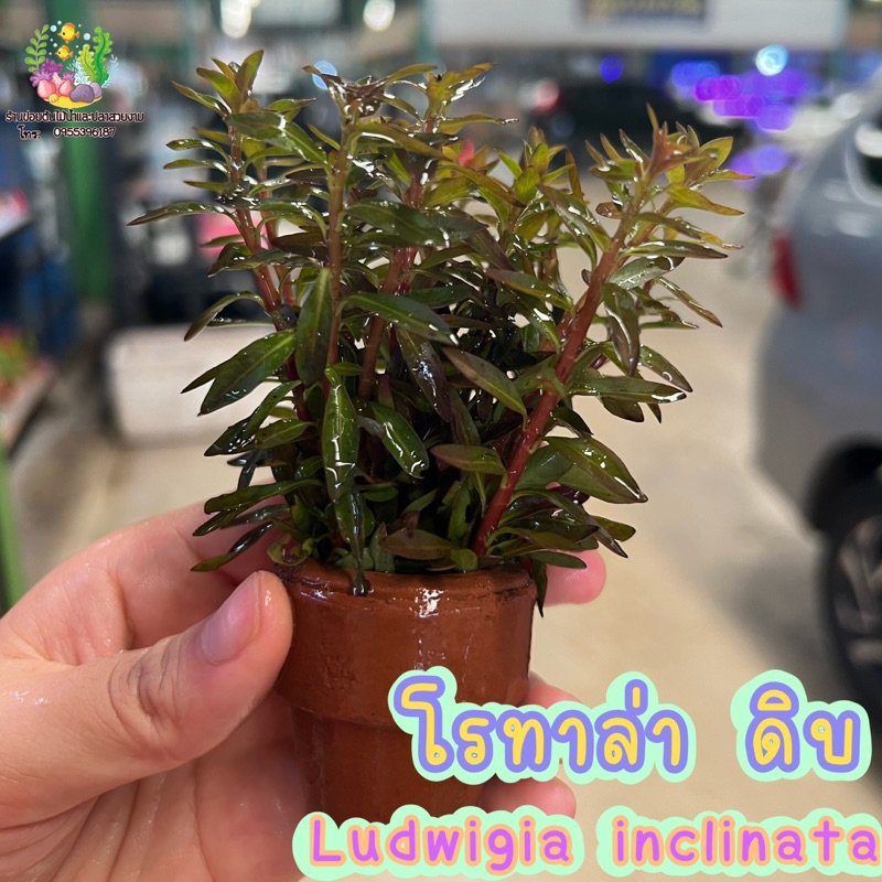 โรทาล่าดิบ (พร้อมกระถาง)