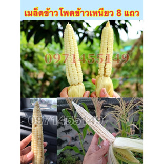 เมล็ดข้าวโพดข้าวเหนียว8แถว