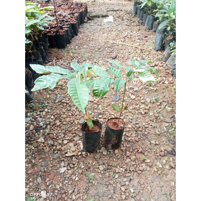 ต้นลำใยคริสตันสีม่วงจัมโบ้ของแท้ ราคาจัดโปรแบบจุกเพียงต้นละ59บาท