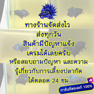 อาหารปลากัด Okiko Betta Bright Super Color FishFood ขนาด 20 กรัม (1 ถุง)