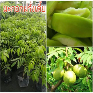 ต้นมะกอกฝรั่ง มะกอกยักษ์ ปลูกง่าย มีคนปลูกยังน้อย สามารถนำผลไปขายได้ในราคาสูงตามพื้นที่นั้นๆ ผลใหญ่มาก