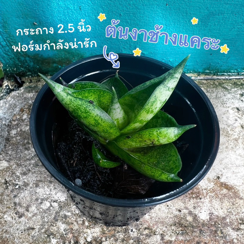 [กระถาง 2.5 นิ้ว] 🌷ต้นงาช้างแคระ ว่านงาช้าง บอลเซล ต้นไม้ฟอกอากาศ งาช้างแคระบอลเซล ไม้ประดับ