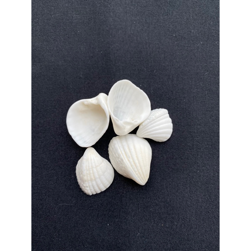 หอยลายรูปหัวใจขนาดเล็ก small white clam shell heart shape shellfish - รูปที่ 2