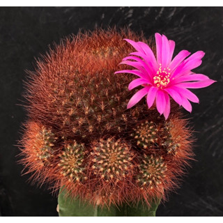 แคคตัส ซันโค ขนแดง sulcorebutia swobodae cactus ไม้กราฟ จำนวน 1 ต้น