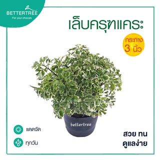 เล็บครุฑแคระ กระถาง 3 นิ้ว ต้นไม้ฟอกอากาศ ต้นไม้ในร่ม ต้นไม้ plant