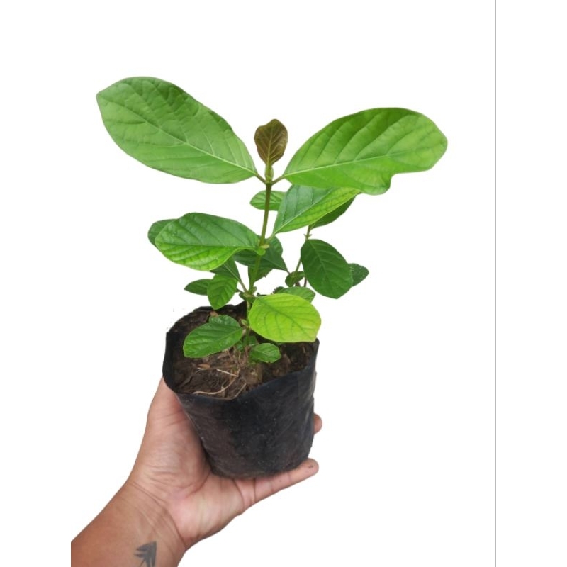 ต้นพันธุ์กระทุ่มขนาด15-30cm