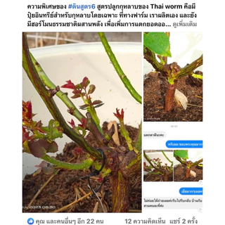 ส่งฟรี‼️ดินกุหลาบสูตร 6 Thai worm สำหรับปลูกกุหลาบและพืชที่ชอบดินโปร่ง