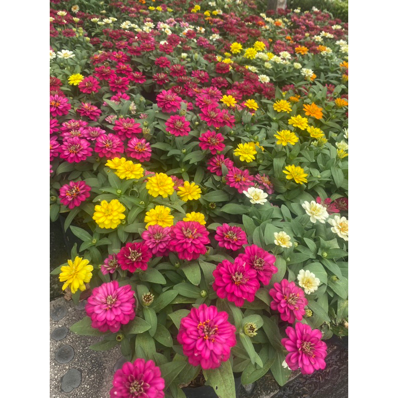 ต้นบานชื่น พร้อมปลูก [ต้นบานชื่น สวยงาม มากๆ ]