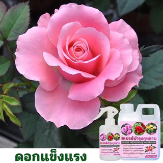 สเปรย์บำรุงกุหลาบ🌹 1 ขวดแถม 1 ลิตร✅