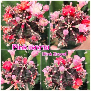 เมล็ด Pink เพทาย เก็บสดๆใหม่ๆจากในสวน