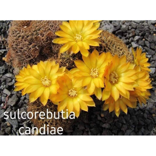 ซัลโครีบูเทียดอกเหลือง Sulcorebutia Candiae