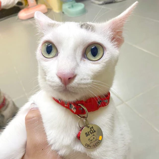 ป้ายชื่อแมว เก็บปลายทางได้ สลักชื่อฟรี ติดทนถาวร รับประกันไม่หลุดลอก ปลอกคอแมว ป้ายชื่อสัตว์เลี้ยง