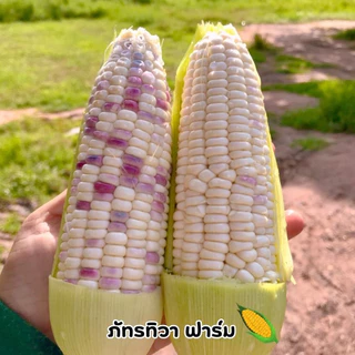 🌽พร้อมส่งที่สุด 🌽 ข้าวโพดเหนียวหวานชมพู เกรดส่งห้าง รสชาติเหนียวหนึบ หวานอร่อย ตัดสดใหม่ทุกวัน รับประกันอร่อยสุดใน 3 โลก