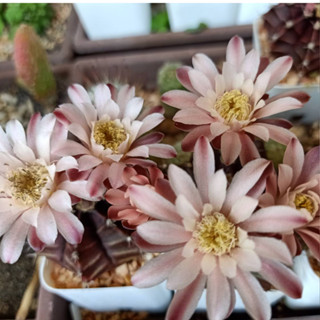 沙漠纪念品 Desert Souvenirs บูเก้ทะเลทรายของขวัญวันครบรอบ Gymnocalycium bayrianum ฟอร์มยักษ์ไซส์ดอก