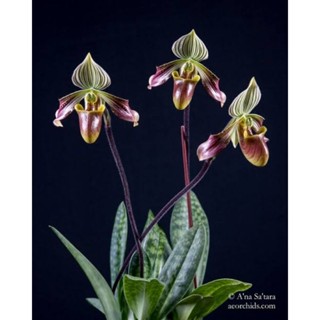 Paph.urbanianumASS ขนาด 2 นิ้วต้นเล็ก