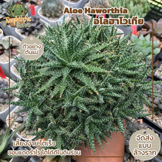 Aloe Haworthioides อโลฮาโวเทีย (ส่งแบบล้างราก)