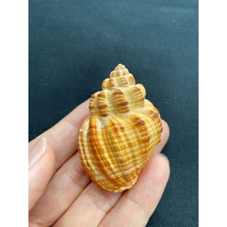 Natural lychee snail shell หอยทากลิ้นจี่ธรรมชาติ