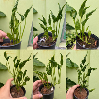 พลูห่อเงินห่อทอง / พลูห่อทรัพย์  Epipremnum Aureum shangri la