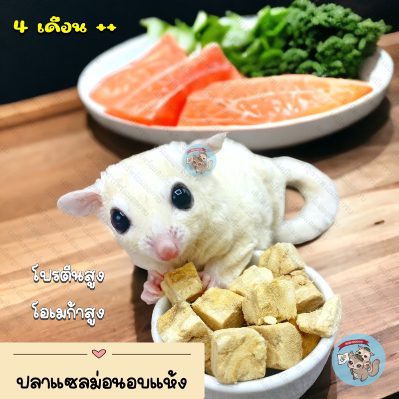 ( แซลม่อนอบแห้ง ) SALMON ปลาแซลม่อนอบแห้ง แซลม่อน ปลา เนื้อปลา อาหาร อกไก่อบแห้ง ชูการ์ กระรอก ดอร์เมาส์ แฮมสเตอร์