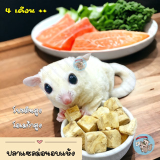 ( SALMON อบแห้ง ) ปลาแซลม่อนอบแห้ง แซลม่อน ปลา เนื้อปลา อาหาร อกไก่อบแห้ง ชูการ์ กระรอก ดอร์เมาส์ แฮมสเตอร์ บุชเบบี้