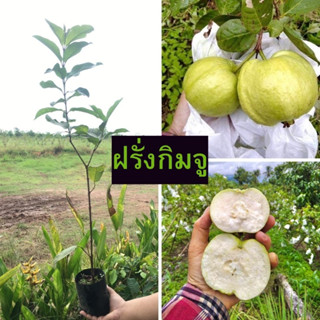 🍐ฝรั่งกิมจู🍐 🌳🌳ผลใหญ่ กรอบหวาน🌳🌳 🌴🌴ความสูงต้นประมาณ 45 ซม.🌴🌴