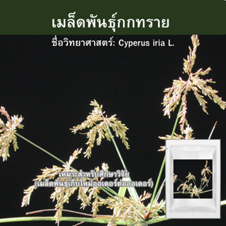 เมล็ดพันธุ์กกทราย 3,000เมล็ด 📌ขั้นต่ำสั่งสินค้า30บาทขึ้นไป Cyperus iria L.