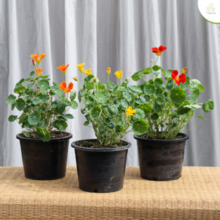 Treeno.9 T286 แนสเตอร์เตียม (Nasturtium) คละสี ดอกไม้กินได้กระถาง 5.5 นิ้ว / สูง 25-30 ซม. / ไม้ประดับ ดอกไม้กินได้ ไม้มงคล (ต้นไม้)