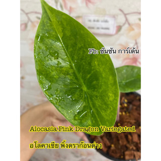 Alocasia Pink Dragon Variegated : อโลคาเซีย พิ้งดร้าก้อน🌿ต้นที่ส่ง คือ ต้นในรูป