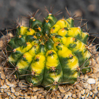 Gymnocalycium ฟอร์มดัง cats eye ด่างกระจายสวยๆ แคคตัส กระบองเพชร cactus ยิมโนคาไลเซียม ไม้ประดับ ไม้สะสม