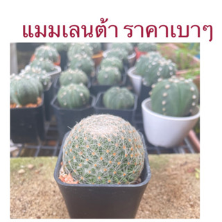 แมมเลนต้า ไม้เมล็ด แคคตัส กระบองเพชร ส่งถอดกระถาง🌵🌵