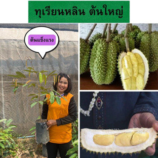 🌮🌮ทุเรียนหลิน ต้นเสียบยอด(ต้นใหญ่)🌮🌮 🌳🌳ความสูงต้นประมาณ 45-50 ซม.🌳🌳