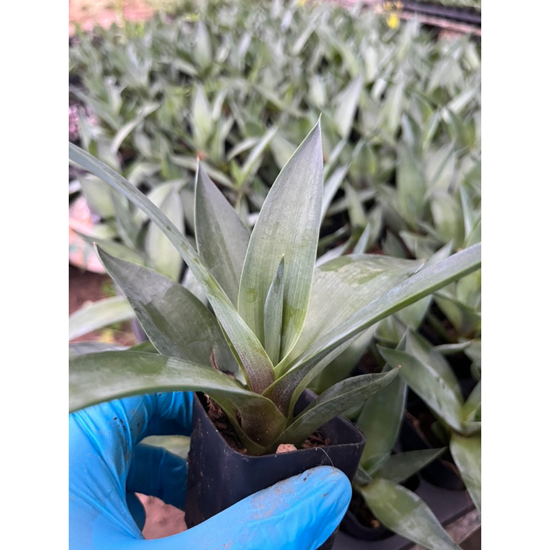 ต้นกล้า Agave (ปากนกแก้ว) # ต้นอากาเว่ # ต้นปลูกเป็นรั้ว # พืชทนแล้ง # ต้นกล้าอากาเว่ # พืชทนแล้ง # อากาเว่