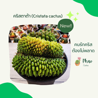 หรือคริสตาต้า (Cristata cactus)