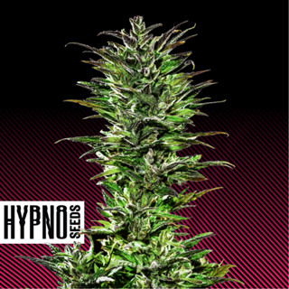 Juicy Pussy Auto - Hypno Seeds.