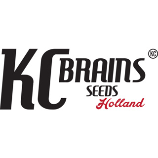 K.C. Brains กัญชาขังชาติฮอลแลนด์