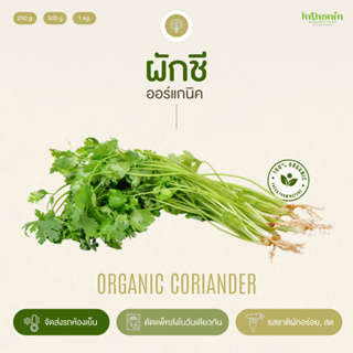 ผักชีหยิกอินทรีย์ Organic Coriander อินทนิลออร์แกนิคฟาร์ม ปลูกธรรมชาติมาตรฐานเกษตรอินทรีย์ เก็บใหม่ทุกออเดอร์