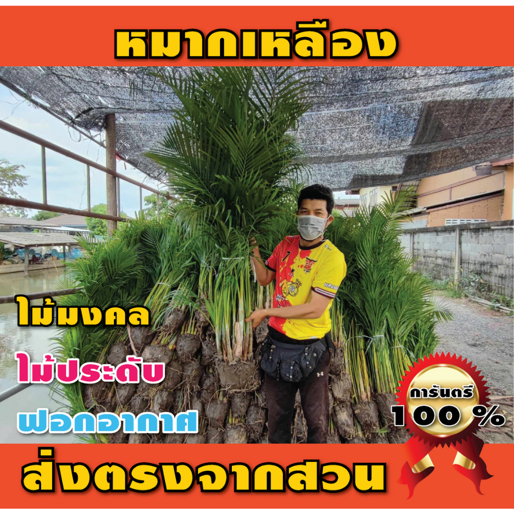 หมากเหลือง ไม้มงคล ฟอกอากาศ ขนาด 80-100 ซม.สั่งได้ออเดอร์ละ1-2กอนะครับ🙏😊