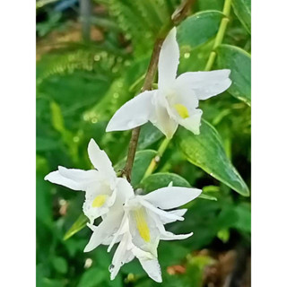 เอื้องมะลิใบด่าง (Dendrobium crumenatum,Variegated leaf)