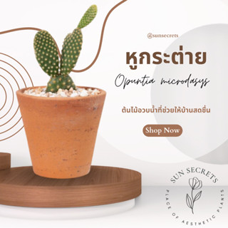 หูกระต่ายเหลือง(Opuntia Microdasys/ Yellow Bunny Ears)