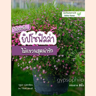 ดอกยิปโซ(Gypsophila)สีสันน่ารักมาก 🌸🌺กลีบดอกจะมีทั้งสีขาวและชมพู(ขนาดกระถาง 8นิ้ว) จัดส่งทั้งกระถาง🪴กระถางละ 180.-