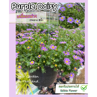 เดซี่ดอกสีม่วง (purple daisy) สีม่วงน่ารัก  (ขนาดกระถาง 8นิ้ว) จัดส่งทั้งกระถาง ติดดอกทุกกระถาง🪴🌺