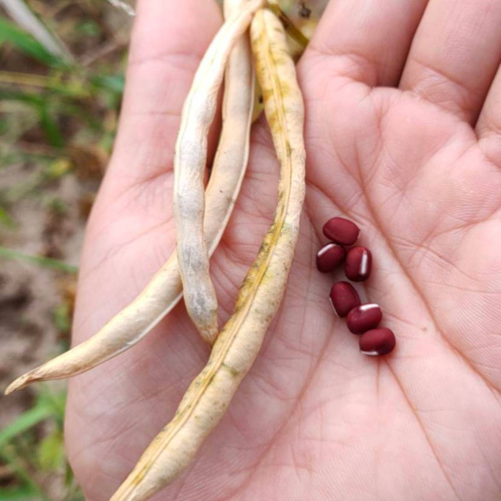 ถั่วสามสีออแกนิค ขาว ถั่วดำ ถั่วแดงอะซุกิ ขนาด 1 kG แพ็คสูญญากาศ ราคา 165 บาท ถั่วอินทรีย์  ตราสยามปราณา - รูปที่ 6