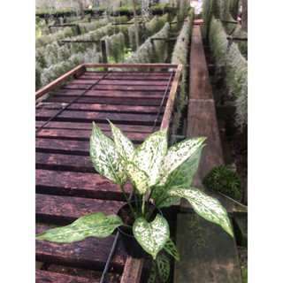 ต้นเพชรน้ำหนึ่ง (Aglaonema) เป็นไม้ประดับ ไม้มงคล ในขนาดกระถาง 6 นิ้ว